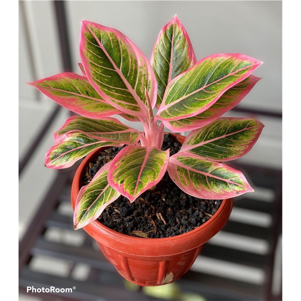 Promo Tanaman hias aglonema lipstik pink-tanaman hidup-bunga hidup murah-aglaonema-aglonema lipstik-