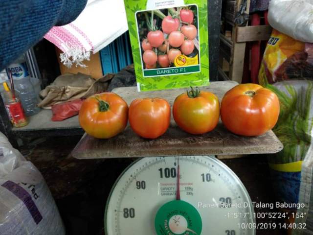 15 Biji - Benih tomat buah BARETO F1 - Tomat jumbo untuk ukuran tomat buah