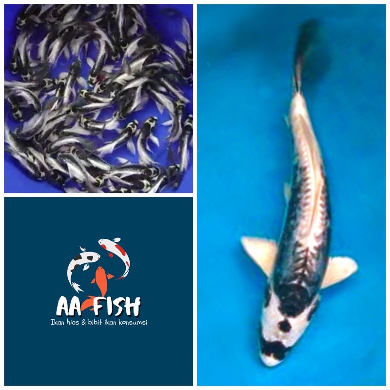 Ikan koi Gin Kabuto - ikan hias - ikan koi