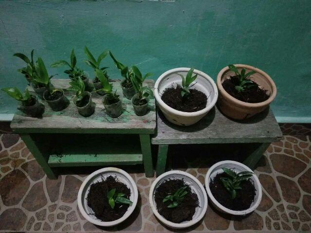 Anggrek Sedling Dendro Hybrid
