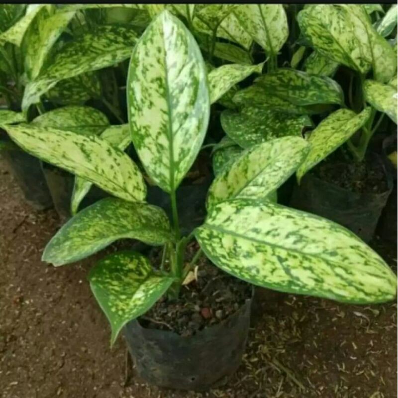 Tanaman hias aglonema ciangmai / tanaman hias aglonema ciangmai / tanaman aglonema