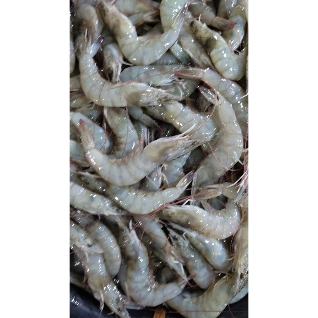 

Udang Size 60 70 - 1 Kg