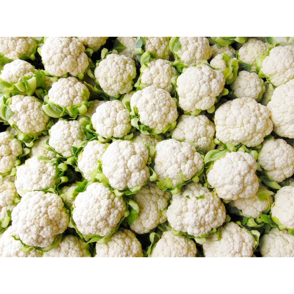 Benih Bibit Biji - Bunga Kembang Kol Cauliflower Bunga Kol Putih Hibrida Seeds - Varietas Tahan Panas dan Lembab - Panen Dalam 45 Hari