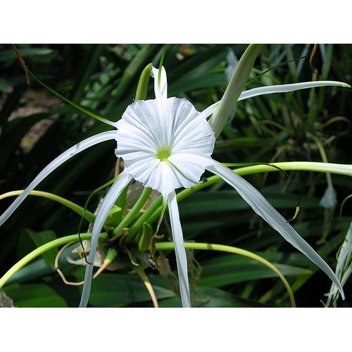 BUNGA SPIDER LILY