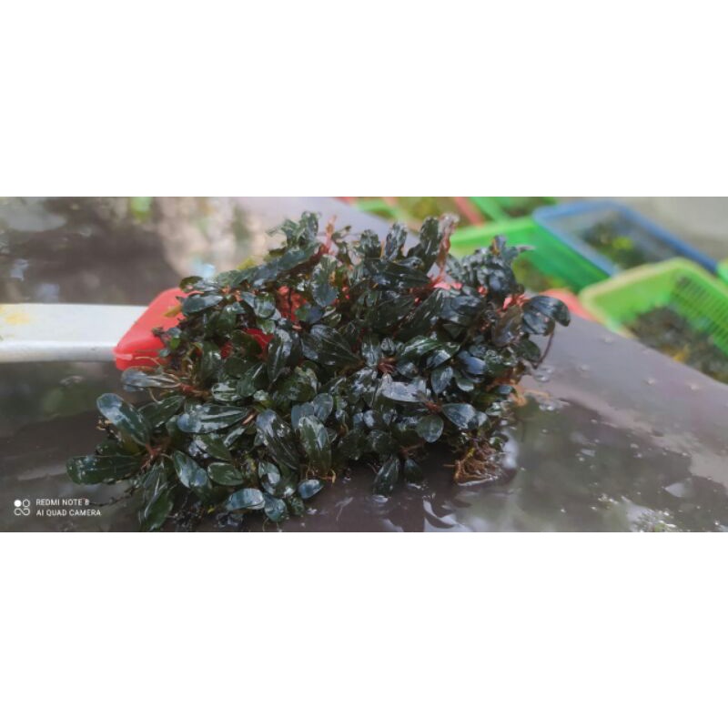 bucephalandra super mini black (perkeranjang)