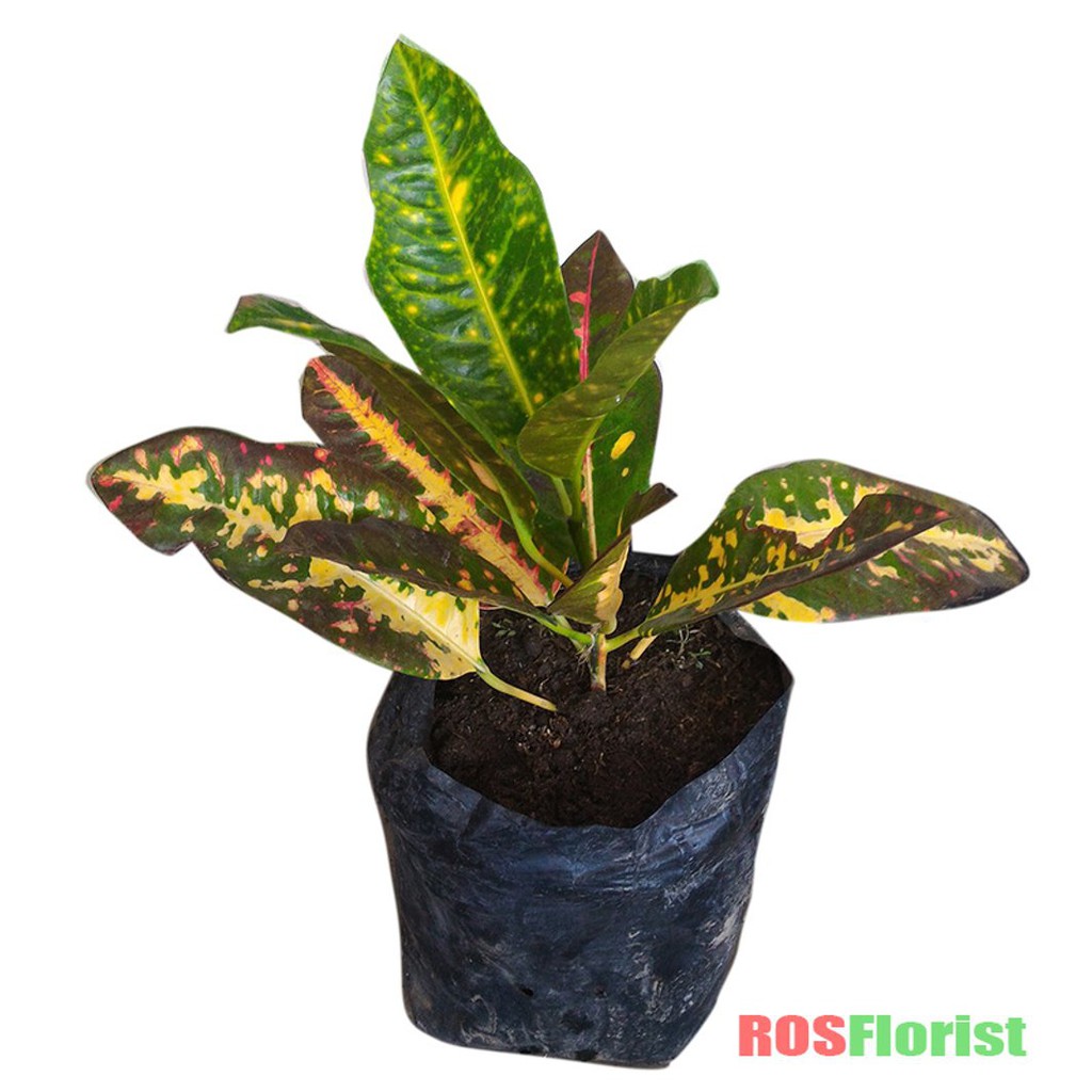 Tanaman Hias Daun Puring Raja Papua Terlaris | Shopee Indonesia