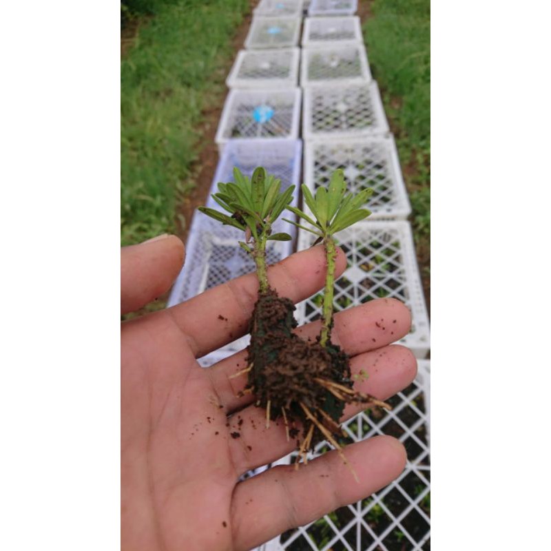 Bibit Lohansung Cincuan 0riginal Hasil Stek 5-10cm