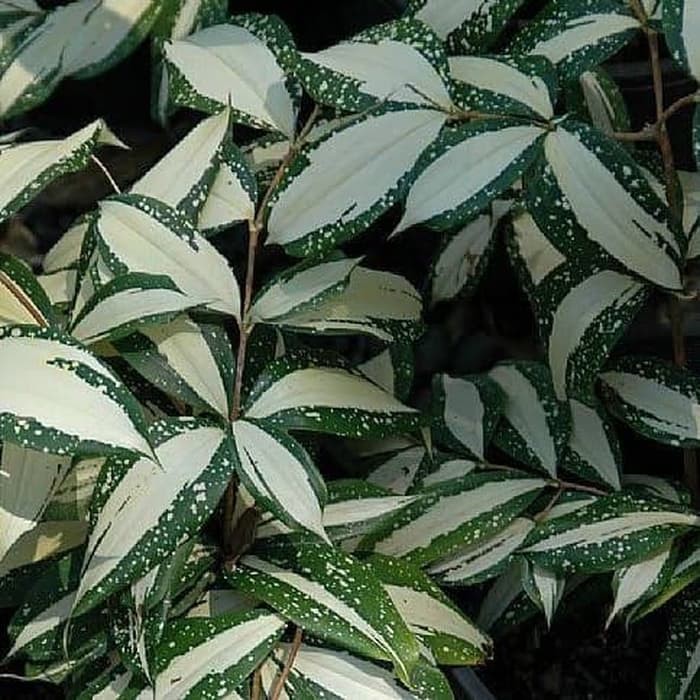 Tanaman Hias Dracaena Surculosa Milky Way Variegata