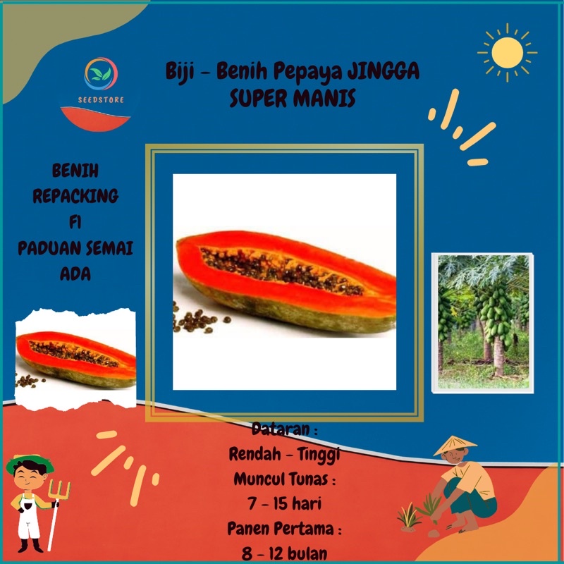 15 benih biji pepaya jingga unggul