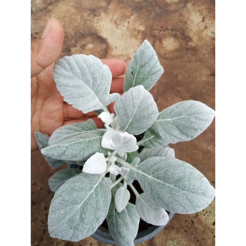 tanaman perak sendok