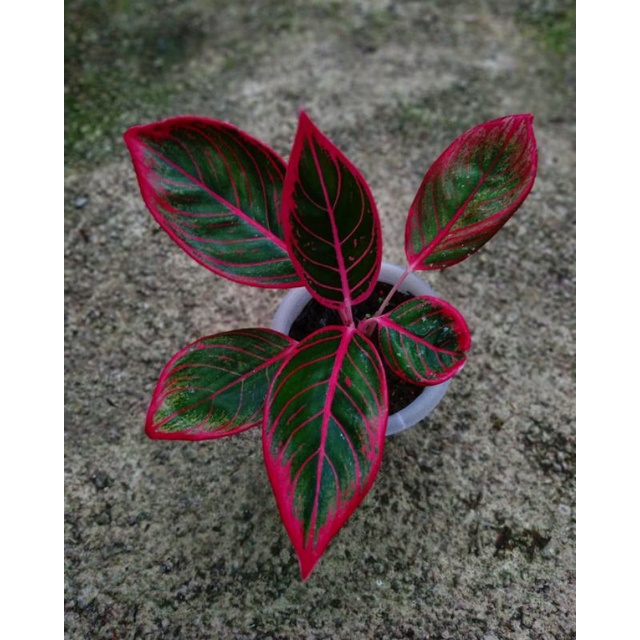 bibit bonggol aglonema kanza