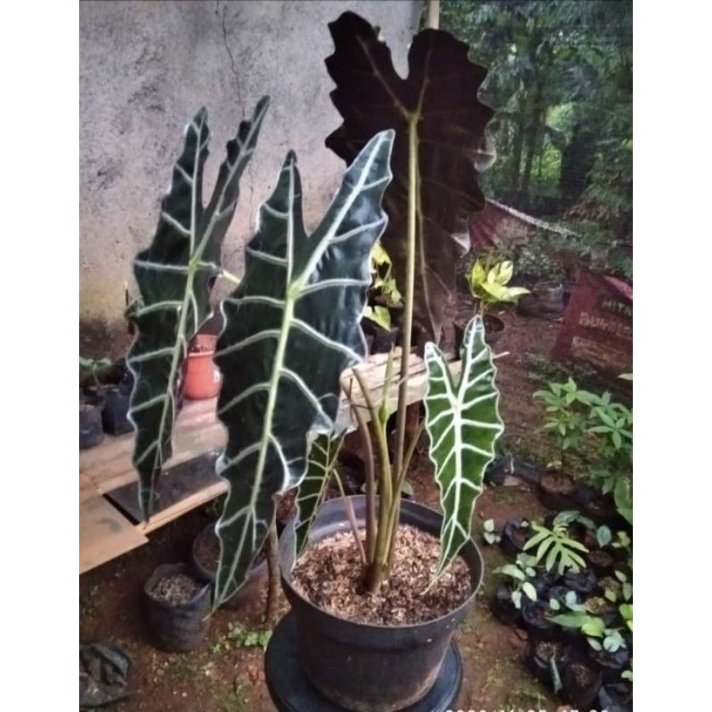 Keladi Amazon Indukan Super