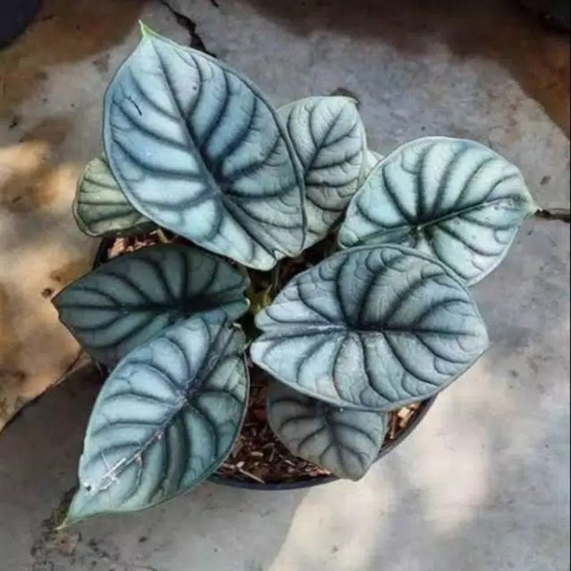 TANAMAN HIAS KELADI TENGKORAK SILVER/BIBIT TANAMAN HIAS KELADI TENGKORAK SILVER