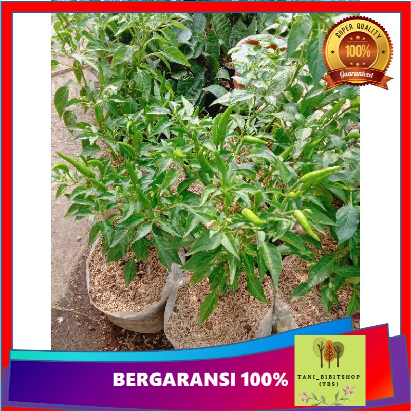 

BIBIT CABE RAWIT PAKET 5 PCS