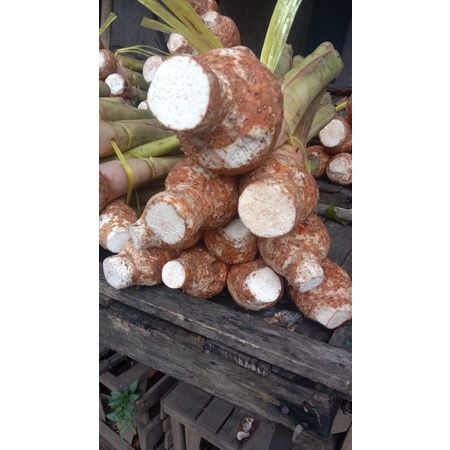 

TALAS BOGOR per ikat isi 2-3/TALAS PULEN FRESH