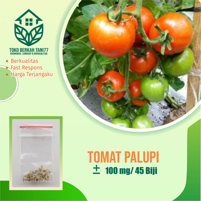 BENIH SAYURAN UNGGUL TERLENGKAP TERJANGKAU BIBIT KUBIS TOMAT SAWI TERONG CABE BUNCIS BAYAM KANGKUNG-Tomat sayur Palupi
