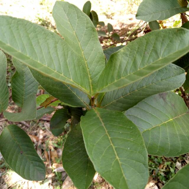 

Daun Jambu Biji Segar (35 lembar)