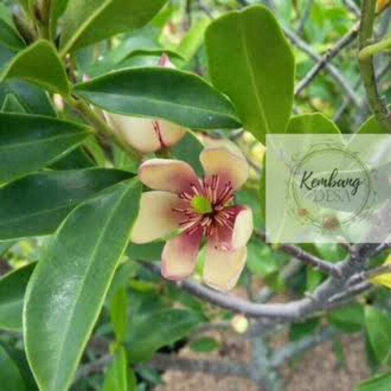 bibit cempaka mulya ungu