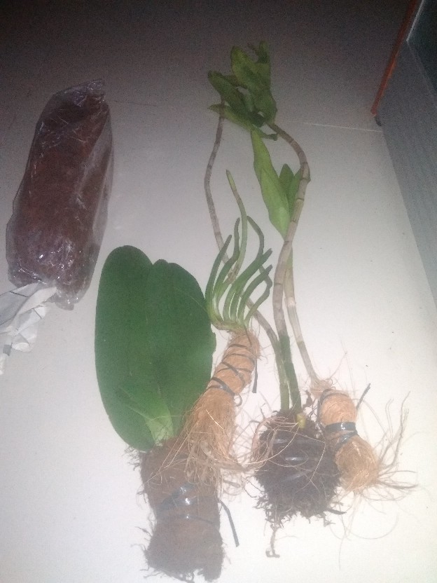 Anggrek Sikat/dendrobium Secundum Gratis Ongkir Extra