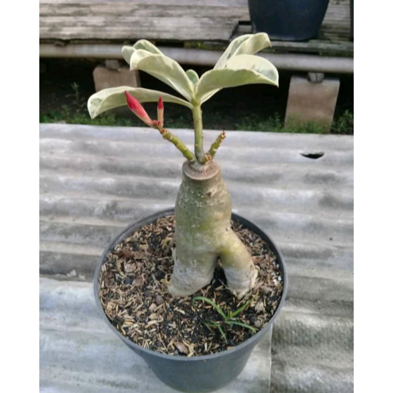 Bunga adenium daun variegata