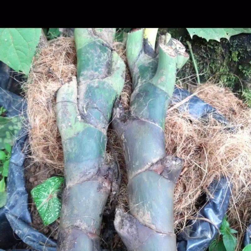 bongol monstera duda bolong