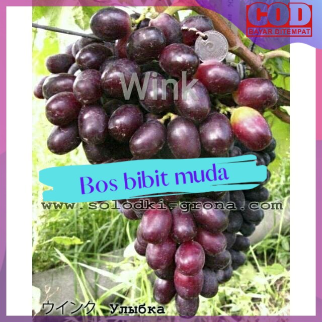 Bibit anggur import winx