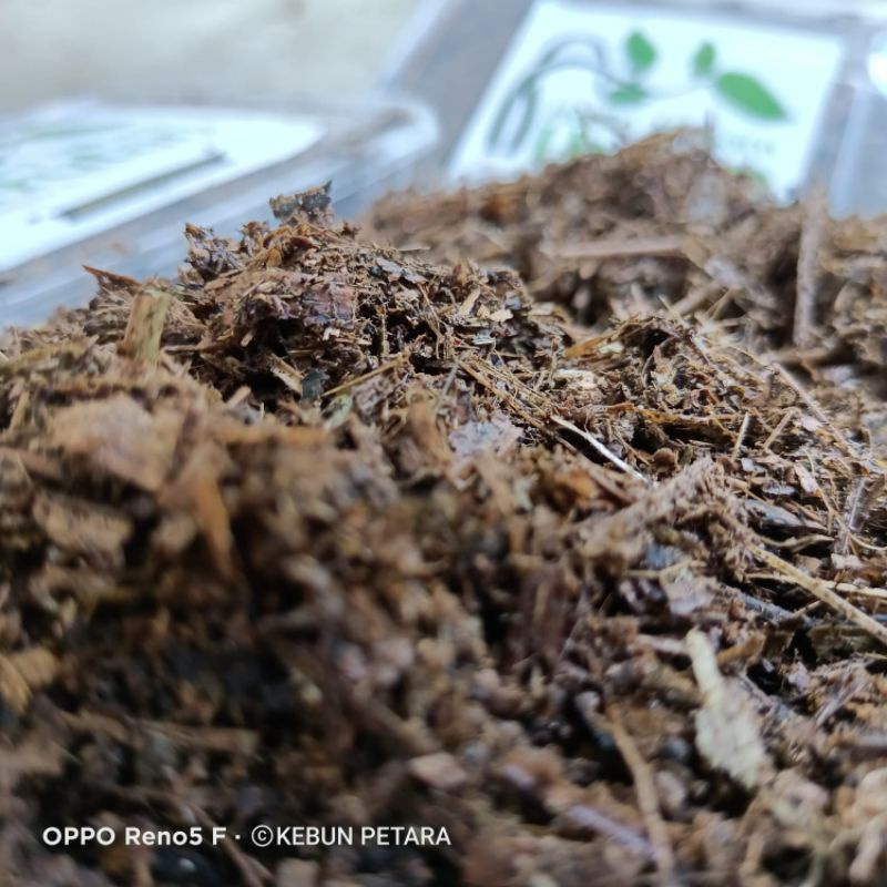 daun bambu halus, humus bambu, andam bambu, media alami,media hutan