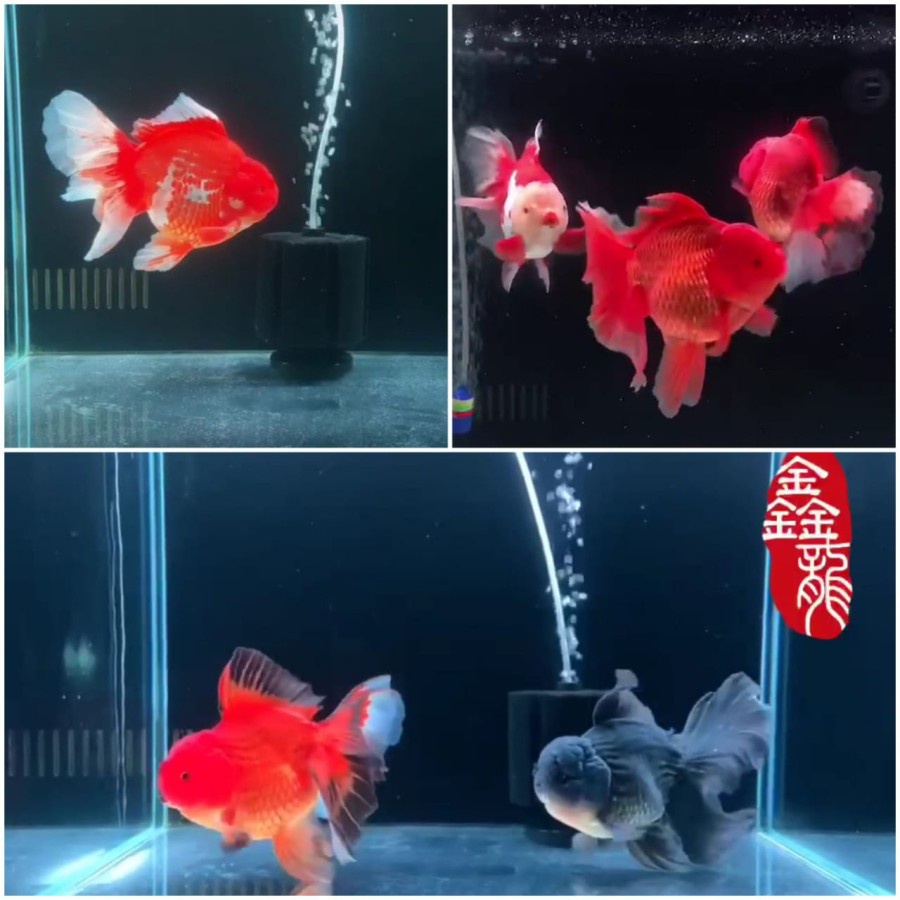 LAMPU LED VIEW MAYIN AQUARIUM IKAN AROWANA / ARWANA / KOLAM KOI