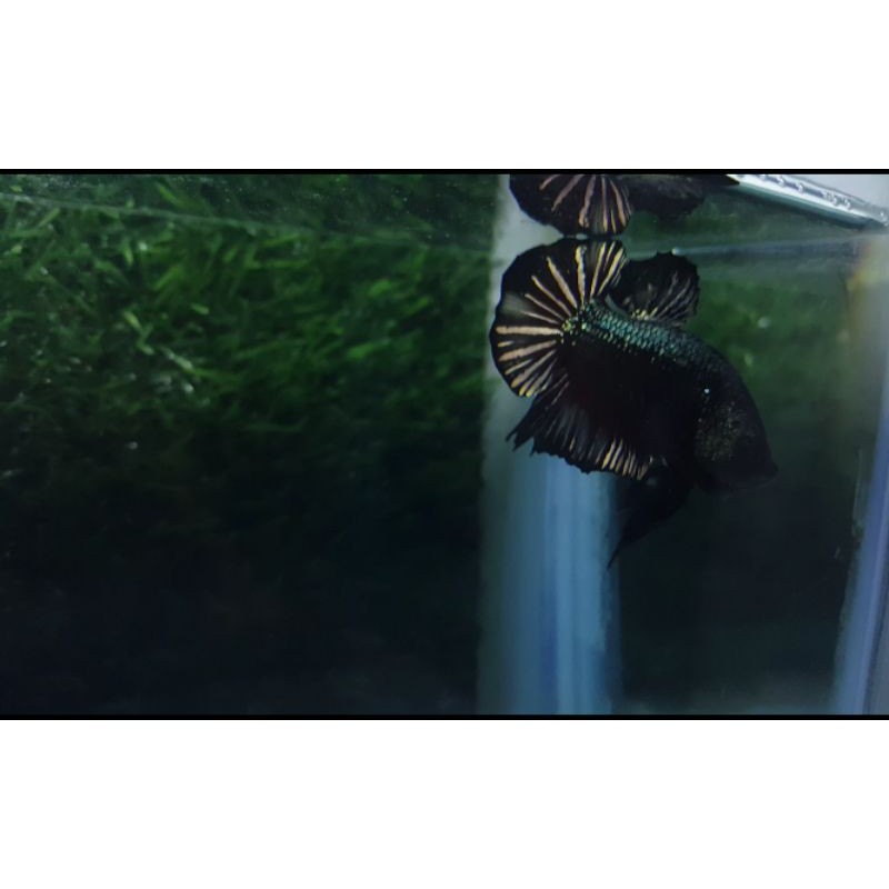 Cupang black cooper gold