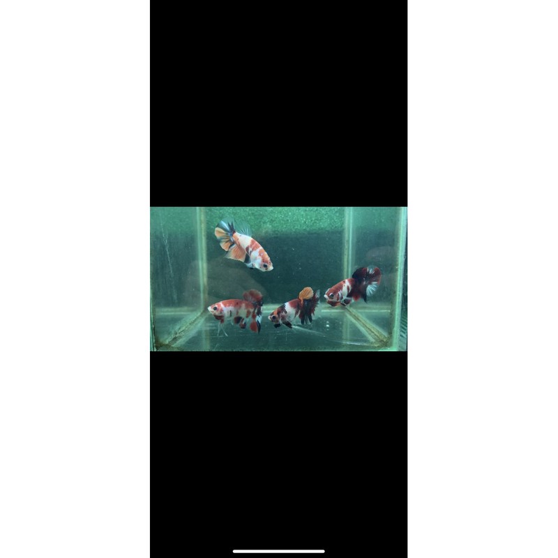 ikan cupang nemo galaxy