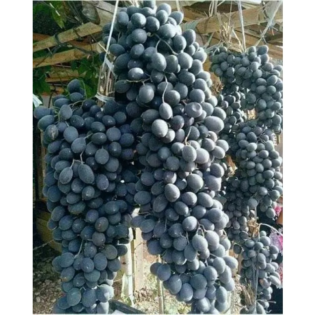 

asam Kranji buah langka