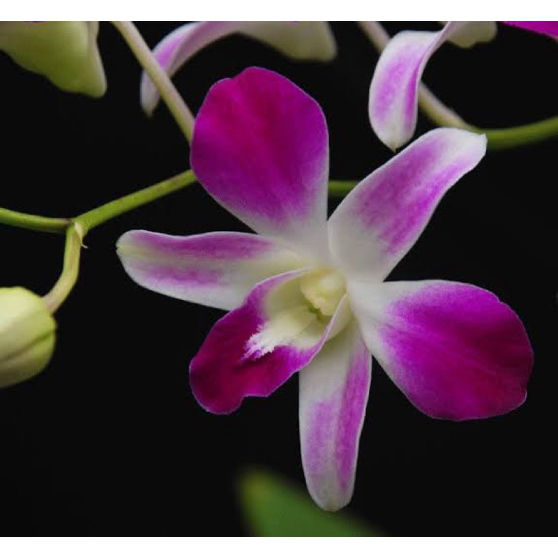 Anggrek Dendrobium Sonia Earsakul