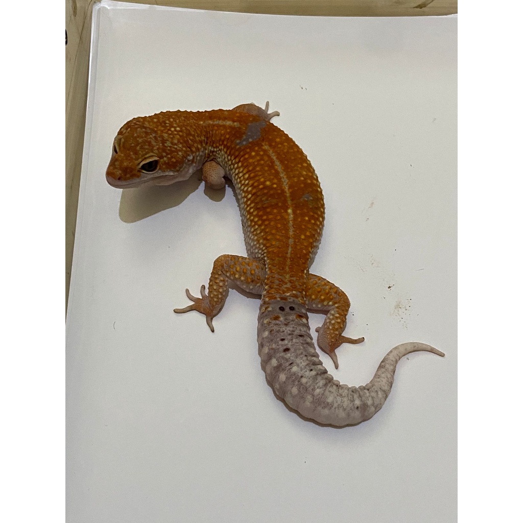 Leopard Gecko Male Tangerine Enigma PH Tremper Cakep No. 317