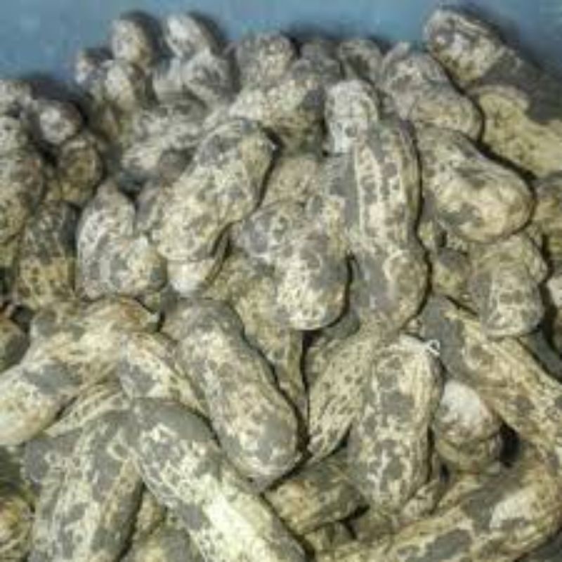 

Kacang Tanah Kulit