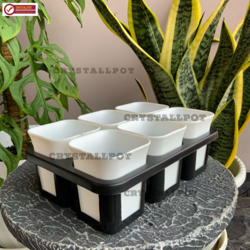 1 set Tray + POT BUNGA NKT KOTAK 7 CM PUTIH | tray semai bibit