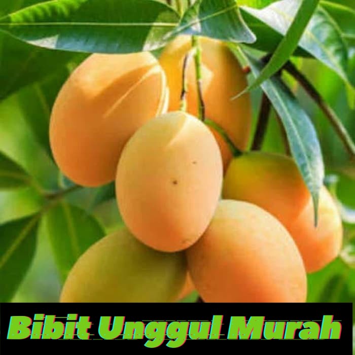 Bibit Mangga Madu Anggur Afrika