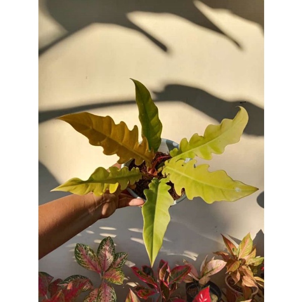 Philodendron Golden Saw/Ring of Fire Golden