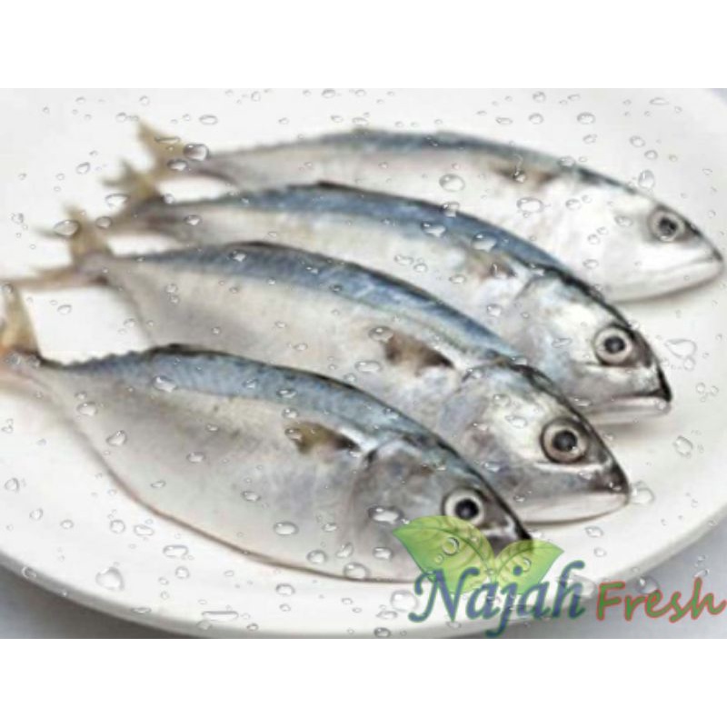 

Ikan Tongkol 1Kg