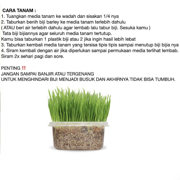 Rumput Kucing Cat Grass Paket Lengkap 2x Tanam Biji Barley Rumput Kucing Import Vitamin kucing