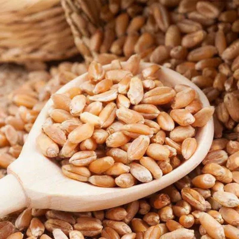 

Biji GANDUM 500 gram