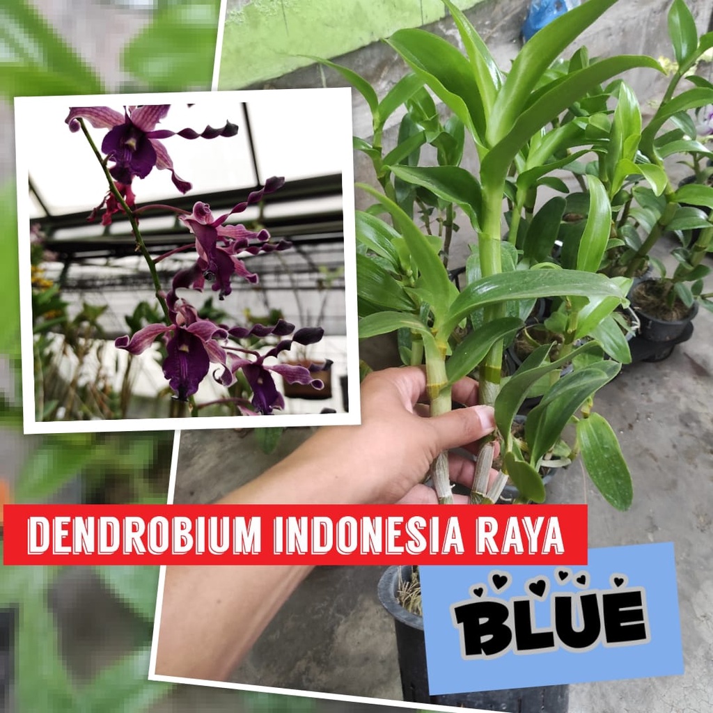 Anggrek Indonesia Raya Blue Dewasa / inaraya blue