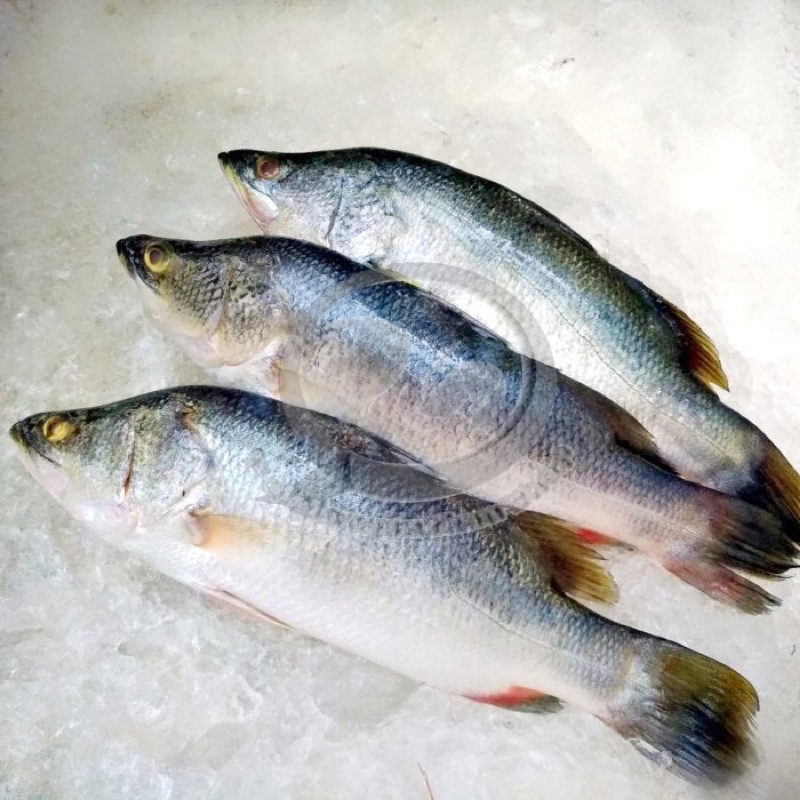 

Ikan Kakap Putih segar @ 1 kg