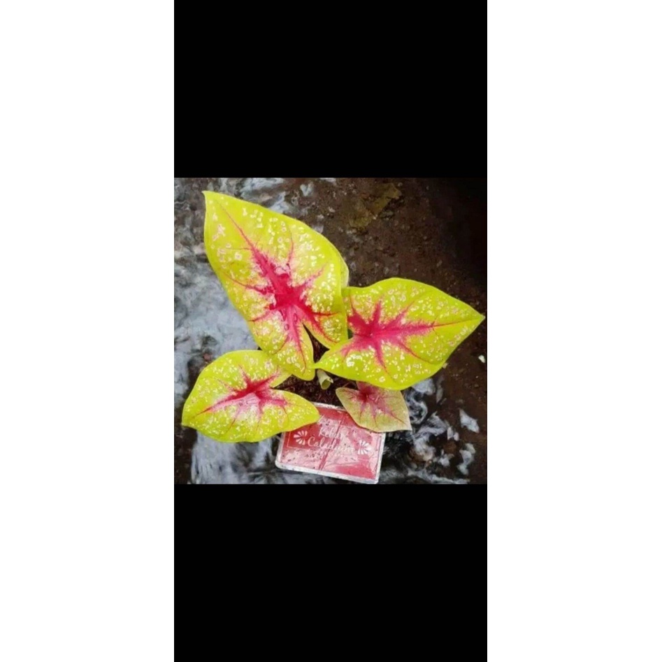 umbi Caladium Tears Of The Sun / keladi hias hybrid import thailand