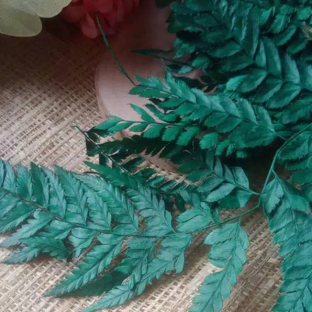 Daun pakis kering  hiasan rustic - driedflower - dekorasi