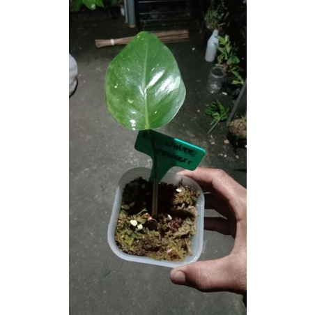 philodendron white princess