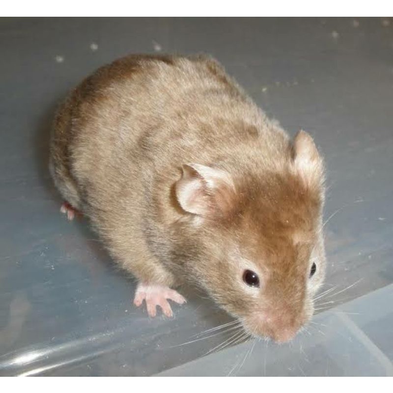 Hamster syrian Varian satin dan trico