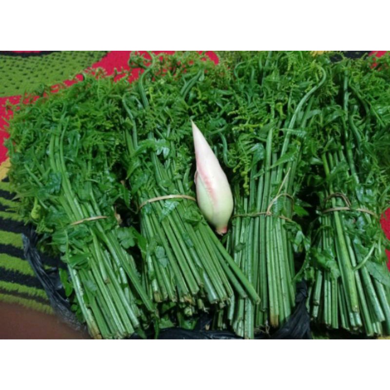 

1 ikat pakis sayur dan kecombrang