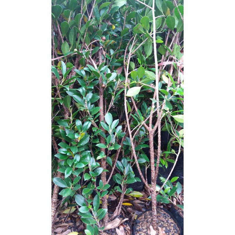 Kimeng Murah kimeng bibit bonsai Tinggi Sekitar 65cm - 80cm Besar paling kecil kisaran jari telunjuk