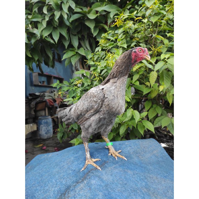 Ayam indukan Birma Bangkok Jalu Super