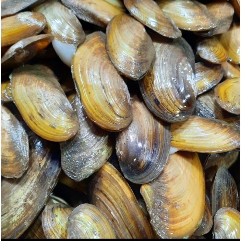 

kerang kijing 1kg